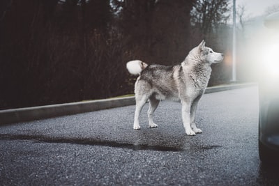 白色和灰色的西伯利亚哈士奇犬白天在路上